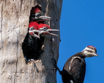 Bird Photography, Pileated Woodpecker Family, Woodpecker Wall Art, Pileated Woodpecker, Nature Photography, Wall Decor, Wildlife Photography