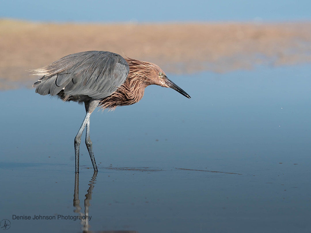 Bird Photography, Florida Bird, Wall Art Print, Wall Art, Bird