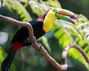 Bird Photography, Keel-billed Toucan Wall Art, Keel-billed Toucan, Nature Photography, Wall Decor, Wildlife Photography, Costa Rica