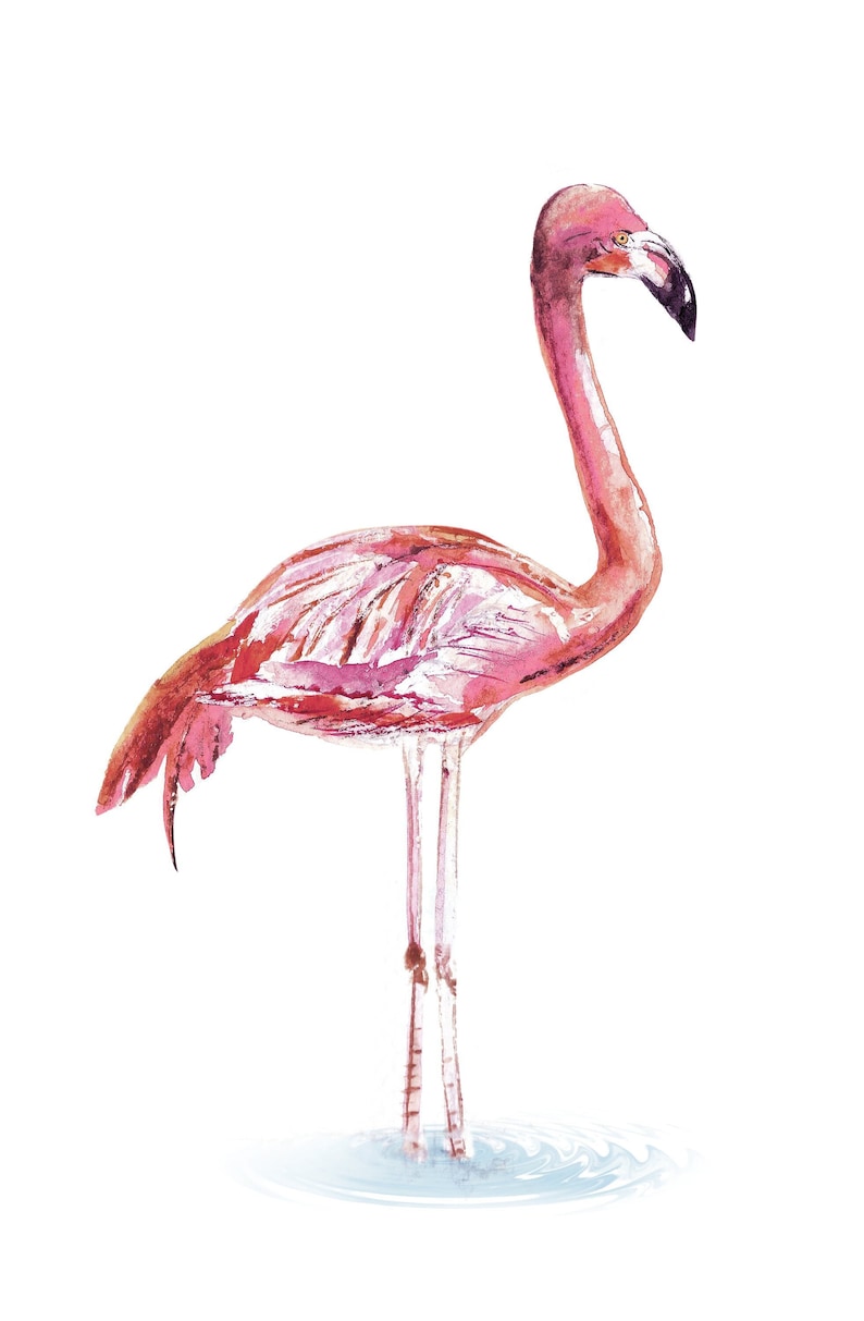Flamingo Watercolor, Bird Photography, Bird, Nature Print, Tropical Wall Art, Wildlife Photo, Pink Bird, Beach Decor, Nursery Decor image 1