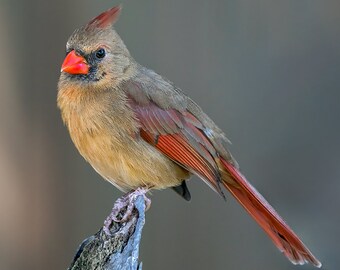 Bird Photography, Northern Cardinal, Female Cardinal Wall Art, Backyard Bird Photograph, Nature Photography, Wall Decor, Wildlife Photo