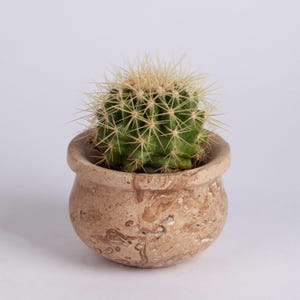 Puede incluir: Un cactus pequeño, redondo y verde con espinas afiladas de color claro, plantado en una maceta de piedra pulida de color beige. La maceta presenta una textura natural, moteada y veteada con patrones en tonos beige, crema y marrón claro.
