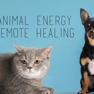 Sessione di guarigione energetica a distanza degli animali