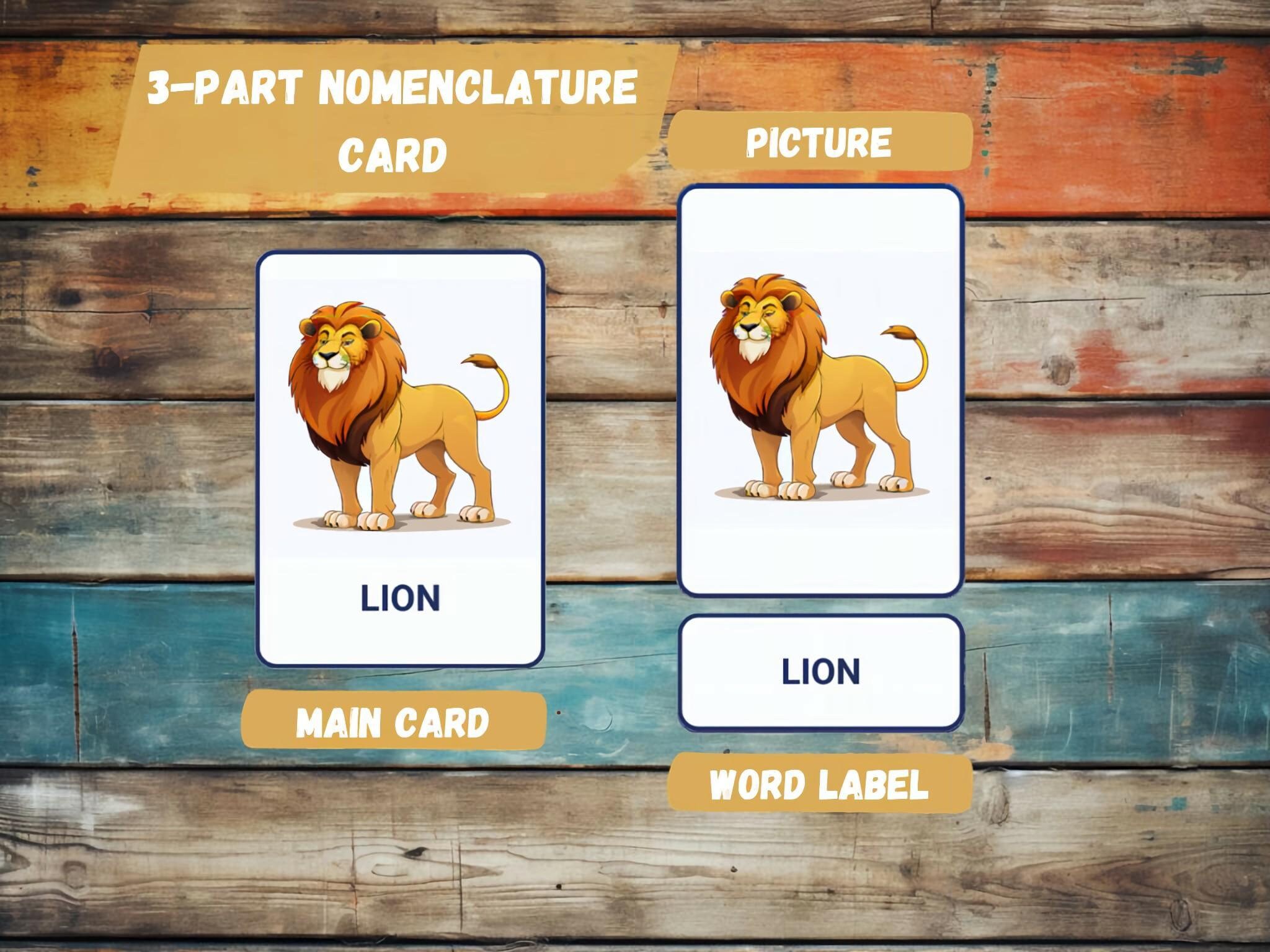 Jungle Animals 24 Montessori Flash Cards Nomenclature Etsy