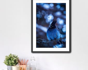 Winter Stellar's Jay Print: Colorado Wildlife Wall Art, Unframed Prints, Framed Photography
