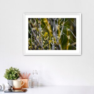 Hidden Canary - Framed Photography, Wall Art, Home Decor