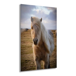 Islandpony Acryl Druck, Wildtier-Fotografie, Pferde-Liebhaber, Reisewandkunst, Reisefotografie, hängender Acryldruck