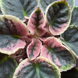 May include: A variegated African violet plant featuring thick, fuzzy, heart-shaped leaves. The foliage displays a deep forest green center with prominent splashes of soft pink and creamy white margins along the ruffled, serrated edges.