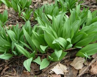 Ail des bois : 100 bulbes