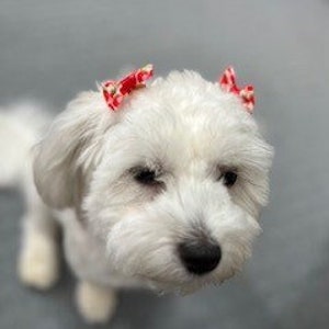 Velcro dog hair bows deals