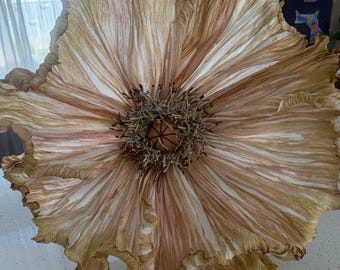May include: A large, dried flower with a complex, layered structure. The petals are a mix of tan, cream, and light pink, radiating from a central, textured seed pod. The edges of the petals are ruffled, adding to the flower's intricate appearance.