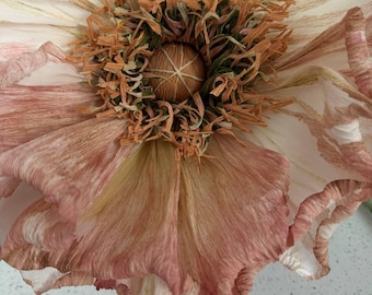 May include: Close-up of a large, dried flower with delicate, layered petals. The petals transition from white to soft pink and peach hues, with intricate textures and patterns. The center features a textured, brown seed head surrounded by orange and green filaments.