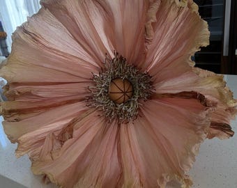 May include: A large, dried poppy flower with delicate, ruffled petals in shades of peach and tan. The center features a textured, brown seed pod surrounded by thin, dark stamens. The flower is displayed on a white surface.