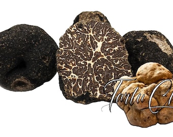 Truffe noire originale de Bagnoli mesentericum Italie