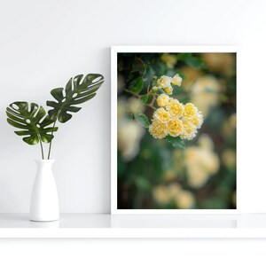 Bright, yellow Camelia flowers, floral wall art for digital download, various sizes available, unique & high quality, perfect for your home