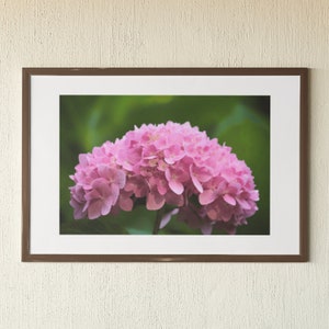 Pink Flower Photo - Digital Download - Nature Photography, Flower Print