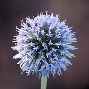 Könnte beinhalten: Eine Nahaufnahme einer blauen Kugeldistel mit einer stacheligen, runden Form und zarten, spitzen Blütenblättern.
