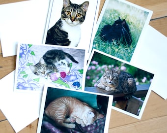 Set of 5 Note Cards: Cats and Kittens