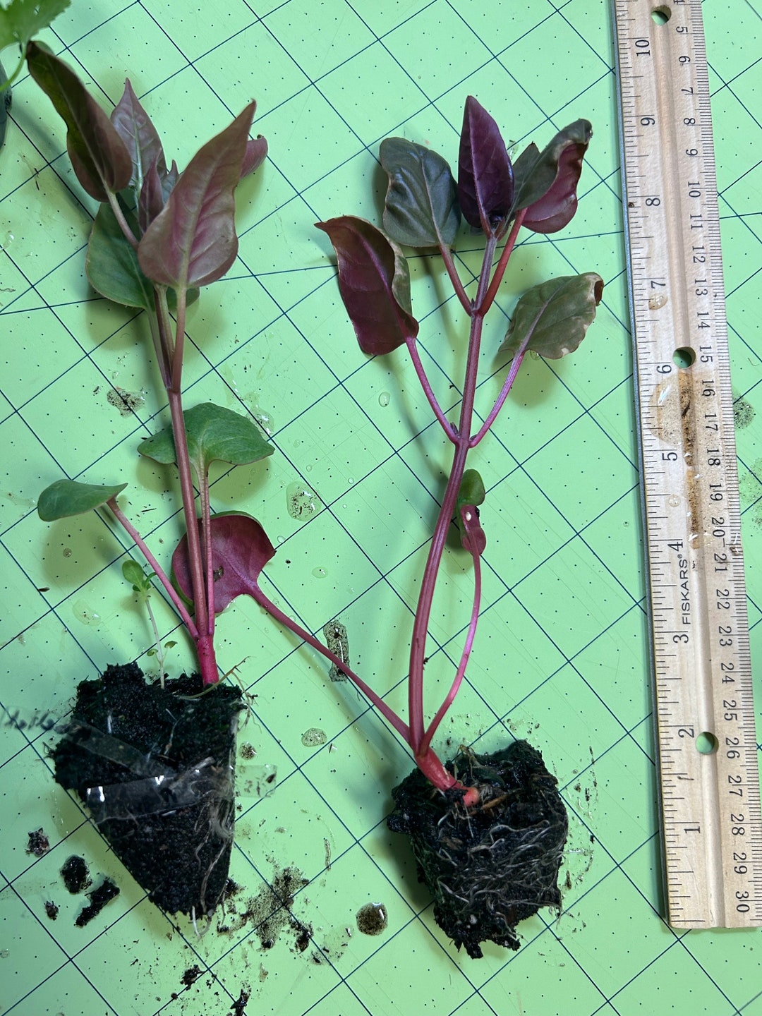 4 Oclock Seedlings Etsy