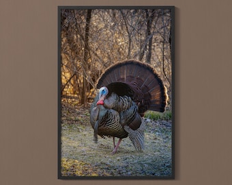 Strutting Turkey Photo Print: Iowa Wildlife Nature Poster