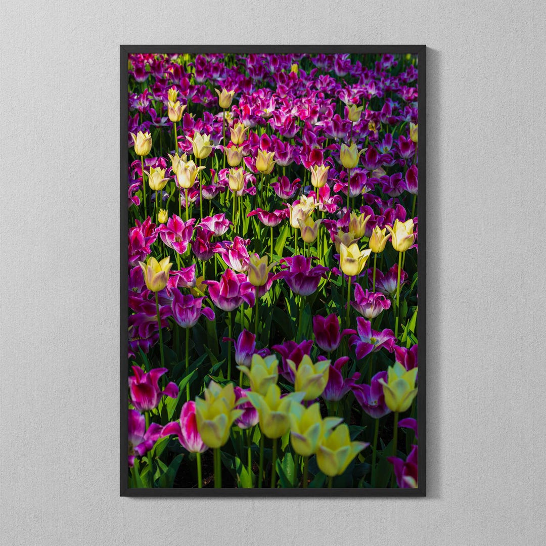 Tulip Festival Photo Print: Vibrant Floral Wall Art - Etsy
