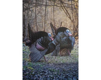 Strutting Turkeys Puzzle: Iowa Nature Photo