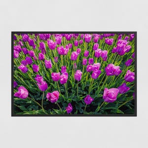 Purple Tulips Poster: Spring Floral Photography, Iowa Tulip Festival