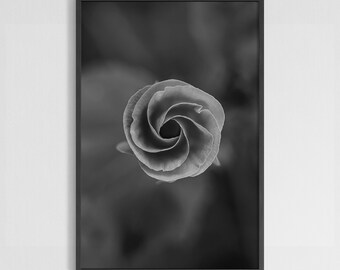 Puede incluir: Una fotografía en blanco y negro de una sola flor con forma de espiral. La flor está enfocada, mientras que el fondo está desenfocado.