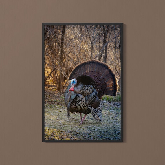 Strutting Turkey Photo Print: Iowa Wildlife Nature Poster