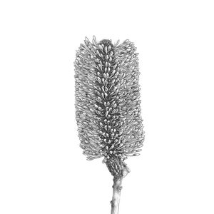 BANKSIA INTEGRIFOLIA - Coastal Banksia