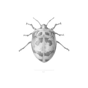 May include: A black and white pencil drawing of a beetle with a spotted pattern on its back. The beetle is approximately 1 cm in size.