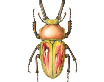 1 A-1 Mesotopus Tarandus 48mm Cameroon Male Lucanid Stag Beetle