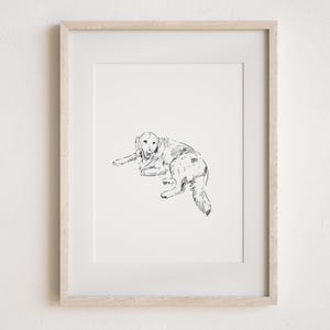 May include: A black and white line drawing of a dog lying down. The dog is facing the viewer and has its head tilted slightly to the side. The dog's tail is curled up behind it.