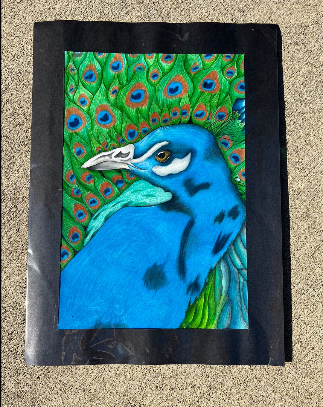 Colored Pencil Peacock Drawing on Paper Etsy