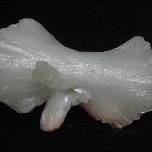 Könnte beinhalten: Ein durchscheinendes, cremefarbenes Mineralpräparat mit einer geschichteten, fächerartigen Struktur. Die Kristallformation hat einen weichen, perlmuttartigen Glanz und einen leicht rosa Farbton an der Basis. Der Hintergrund ist tiefschwarz und hebt die filigranen Details des Minerals hervor.