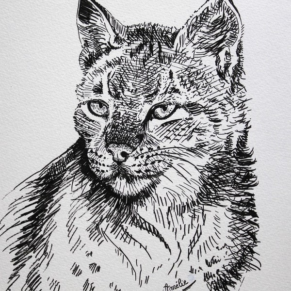 Lynx - illustration naturaliste - dessin au feutre