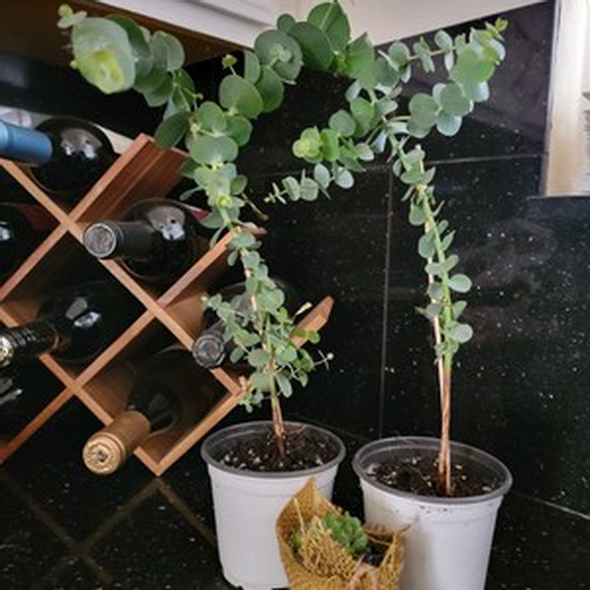 Nursery Plants Snow N Summer Asian Jasmine Vine - Fragrant Live Plant  (Quart Pot) Venus Fly Trap Live Plant