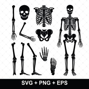 May include: A collection of black silhouette illustrations featuring a full human skeleton, a skull, a rib cage, a pelvis, an arm, a leg, a hand, and a foot. The graphic includes the text SVG + PNG + EPS at the bottom of the image.