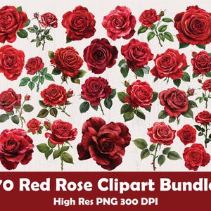 70 rode roos clipart png bundel, rode roos clipart, aquarel rode roos clipart, rode rozen png bundel, bruidsboeket png, digitale download