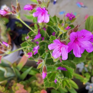 May include: Close-up of vibrant pink geranium flowers in full bloom, surrounded by lush green foliage. The petals display delicate veining, and the image captures the plant's natural beauty. The flowers are in a garden setting.