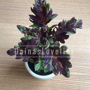 Rooted Coleus PF-ALEXANDRA cutting