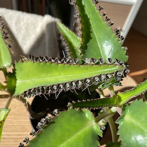 20 Mother of Thousands Plantlets: Kalanchoe Daigremontiana Seedlings