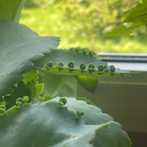 Succulent Kalanchoe pinnata (Catedral bells) 5 plantlets
