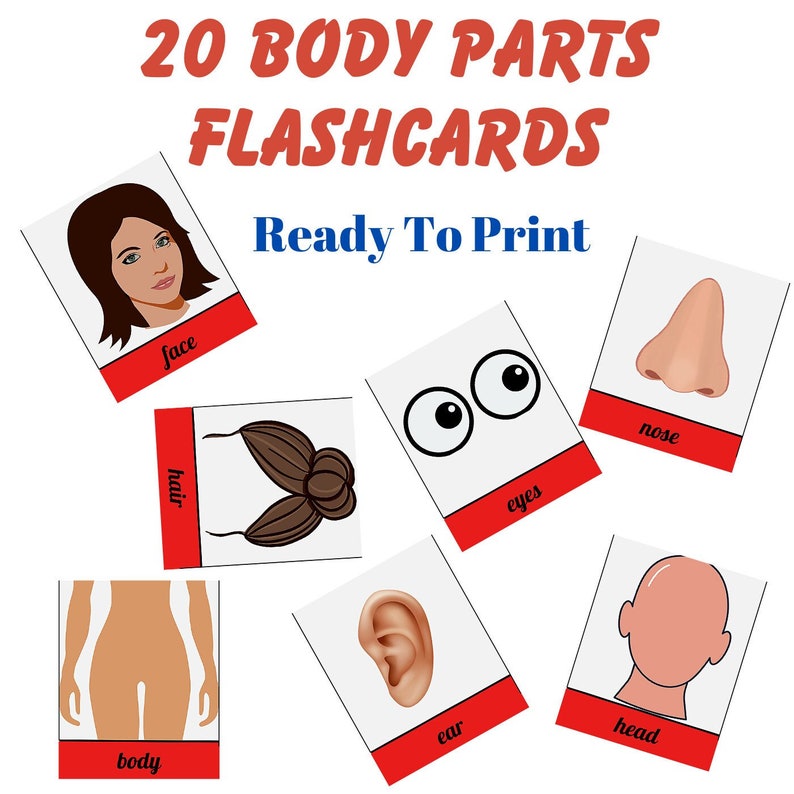 Body Parts Flashcards Educational Body Parts Flashcards for Etsy