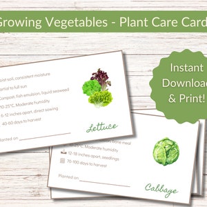 May include: Printable plant care cards for lettuce and cabbage. The cards feature watercolor illustrations of the vegetables and provide growing information, including soil type, sun exposure, temperature, spacing, and harvest time. The cards also include the text "Instant Download & Print!"
