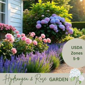 Può includere: Una vivace scena di giardino con rose rosa, lavanda viola e ortensie blu e viola. L'immagine include il testo "Hydrangea & Rose Garden" e "USDA Zones 5-9". Il giardino è accanto a un edificio bianco.