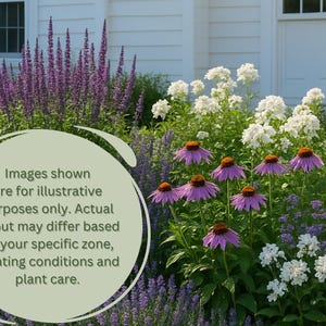 May include: A vibrant garden scene featuring a variety of flowering plants. Purple coneflowers with orange centers are prominent, alongside tall purple and white blooms. The image includes text stating that the layout may differ based on planting conditions.