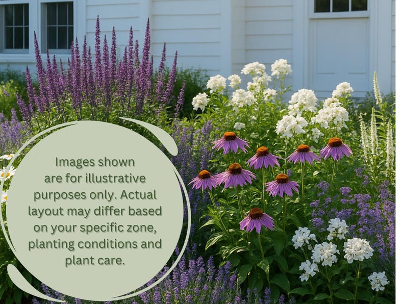 May include: A vibrant garden scene featuring a variety of flowering plants. Purple coneflowers with orange centers are prominent, alongside tall purple and white blooms. The image includes text stating that the layout may differ based on planting conditions.