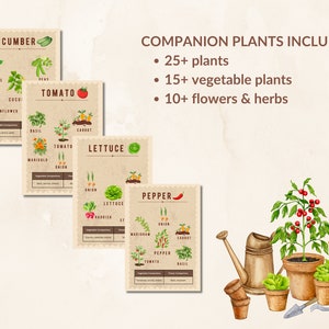 May include: Four illustrated cards with plant pairings for companion planting. The cards feature watercolor illustrations of vegetables and herbs, including tomato, cucumber, lettuce, and pepper. The cards list companion plants for each vegetable. The text on the cards reads "Companion Plants Include: 25+ plants, 15+ vegetable plants, 10+ flowers & herbs".
