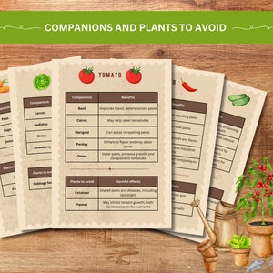 May include: A guide to companion planting and plants to avoid for tomatoes, peppers, and cucumbers. The guide lists plants that can be planted together to improve flavour, deter pests, and enhance growth. It also lists plants that should be avoided because they can share pests and diseases, inhibit growth, or compete for nutrients.